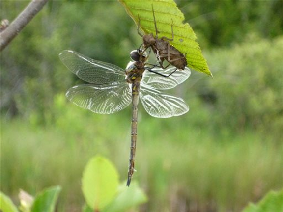 dragon fly