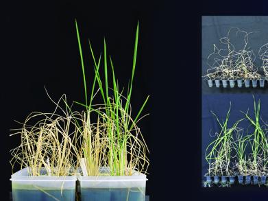 LUMS Faculty’s Research on Controlling Drought Stress in Plants Highlighted in International Media 